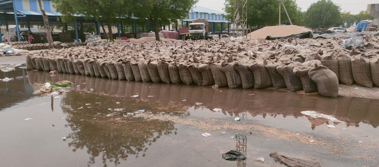 The truth behind the tight arrangements was exposed, one lakh quintal of mustard and wheat got wet
