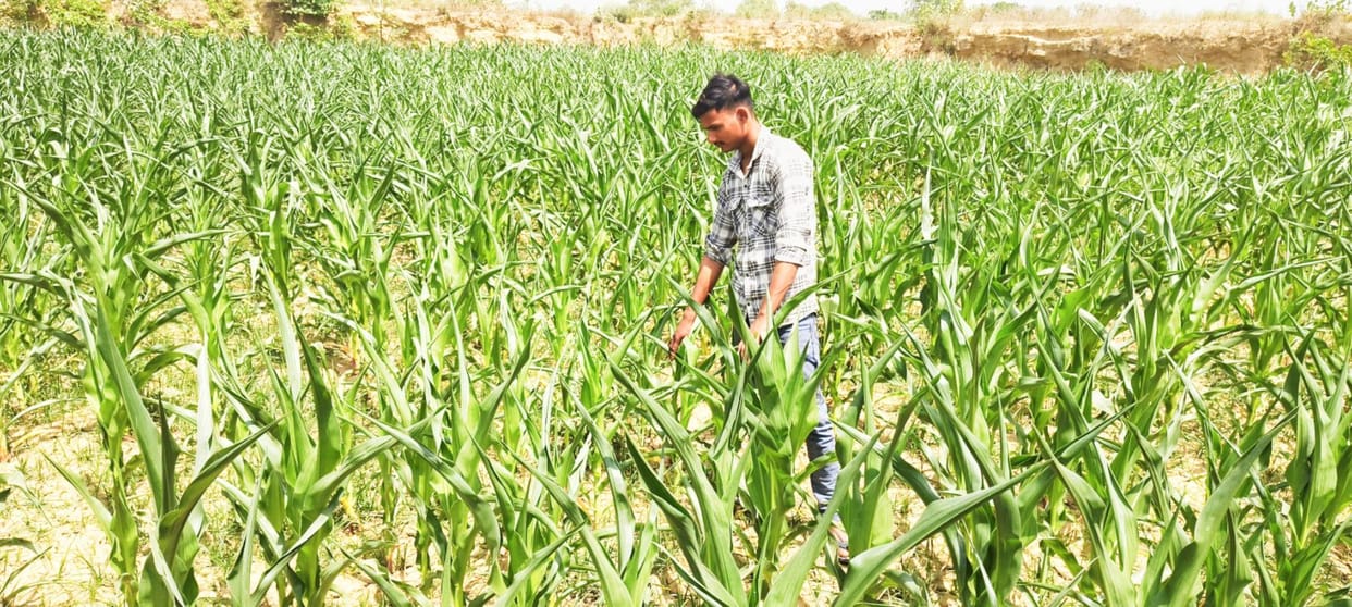 Maintain moisture in the field for good maize yield