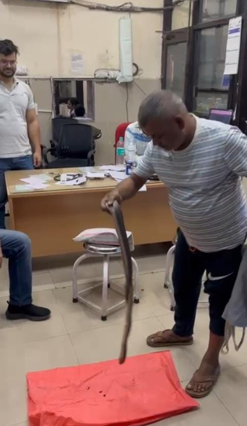 After snakebite in Panchkula, the person himself brought the snake to the hospital