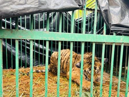The forest department team caught it by setting up a trap in a Chari field near Baibha village