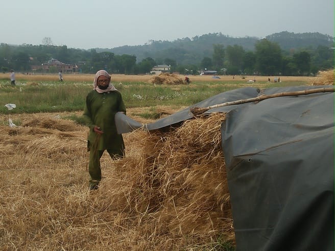 Rain has increased the worries of farmers, wheat crop is in danger