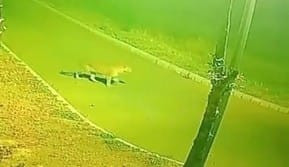 Leopard entered Maruti company, seen roaming in CCTV