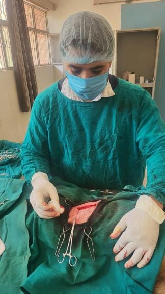 Veterinarians of the Veterinary Polyclinic operated on a dog's hernia