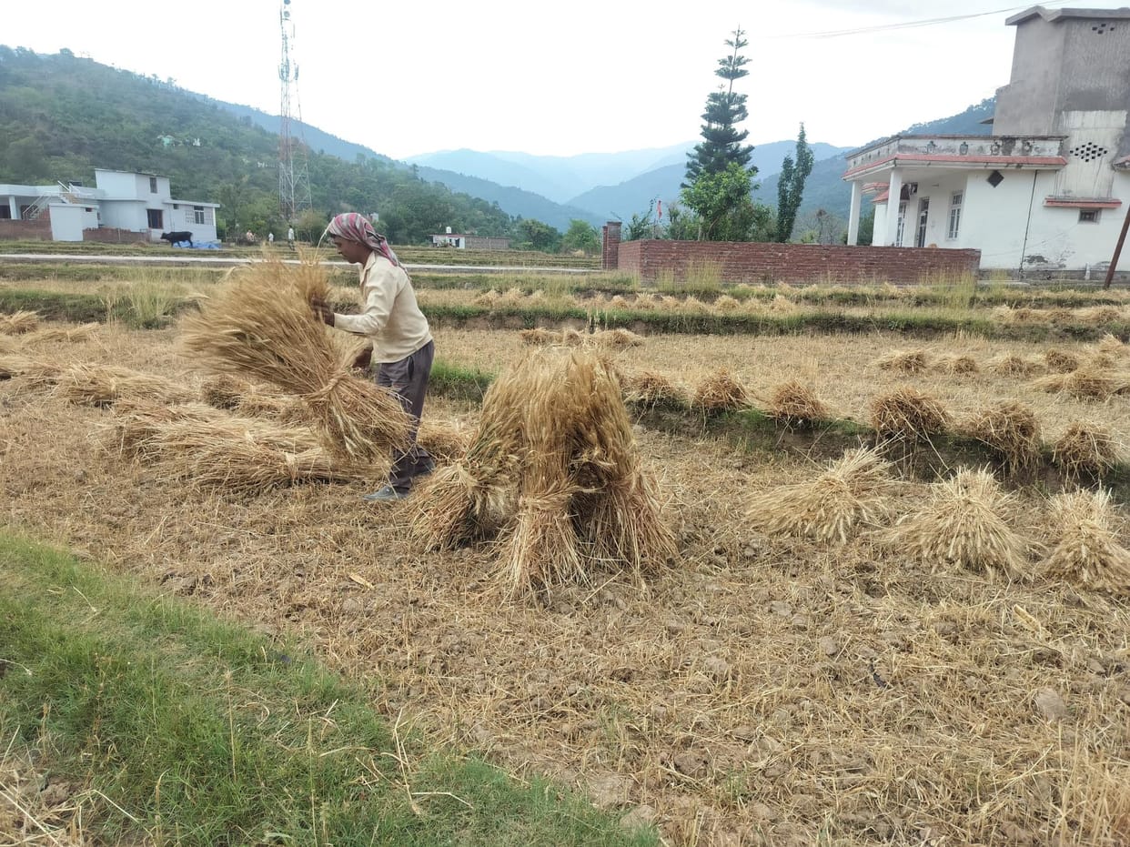 The work of harvesting wheat crop was affected due to storm and rain