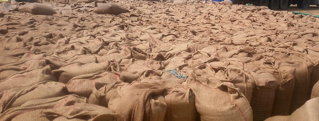 30% of the wheat lying in the open in the market may get spoiled due to rain