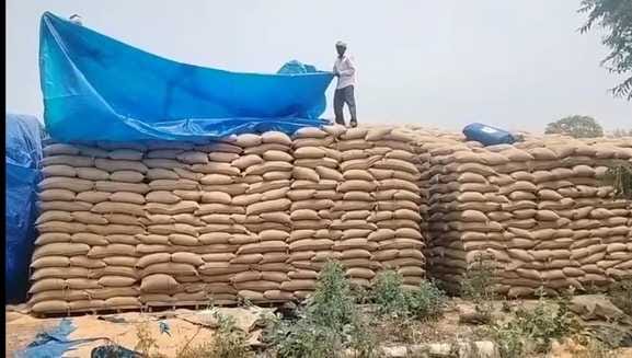 Grains were kept in the open in the warehouse, when it rained in the morning, they remembered to cover it