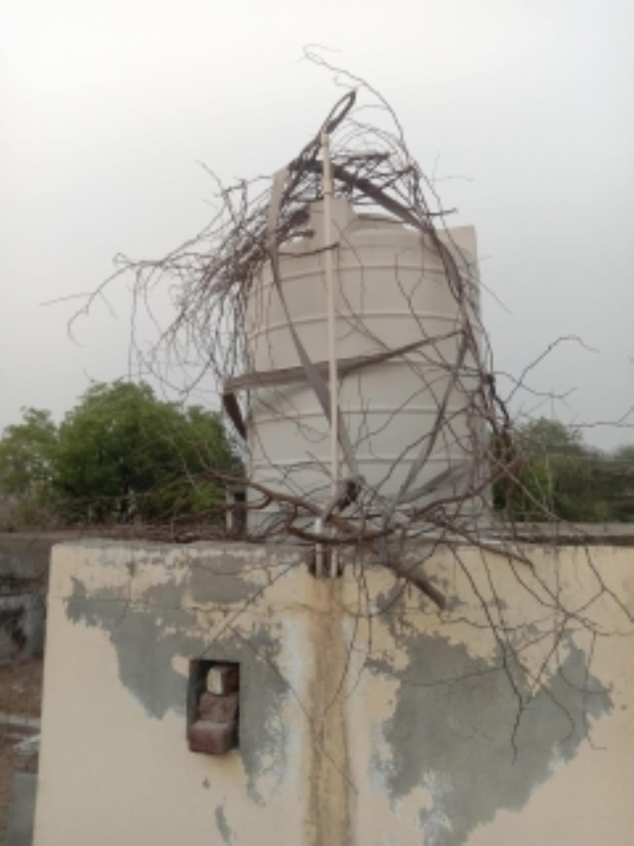 Villagers forced to put barbed wire fencing on rooftops due to fear of monkeys