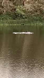 shivpuri villagers mistake meteorological balloon for falling object