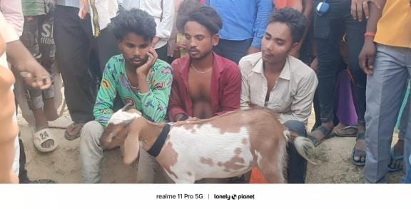 Villagers caught three thieves running away with a goat on a bike
