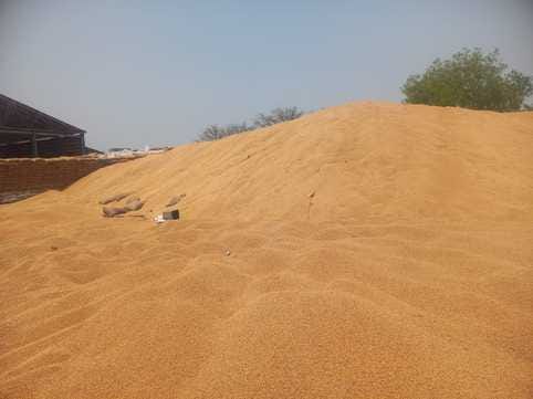 The work of drying the wet wheat continues in the grain market