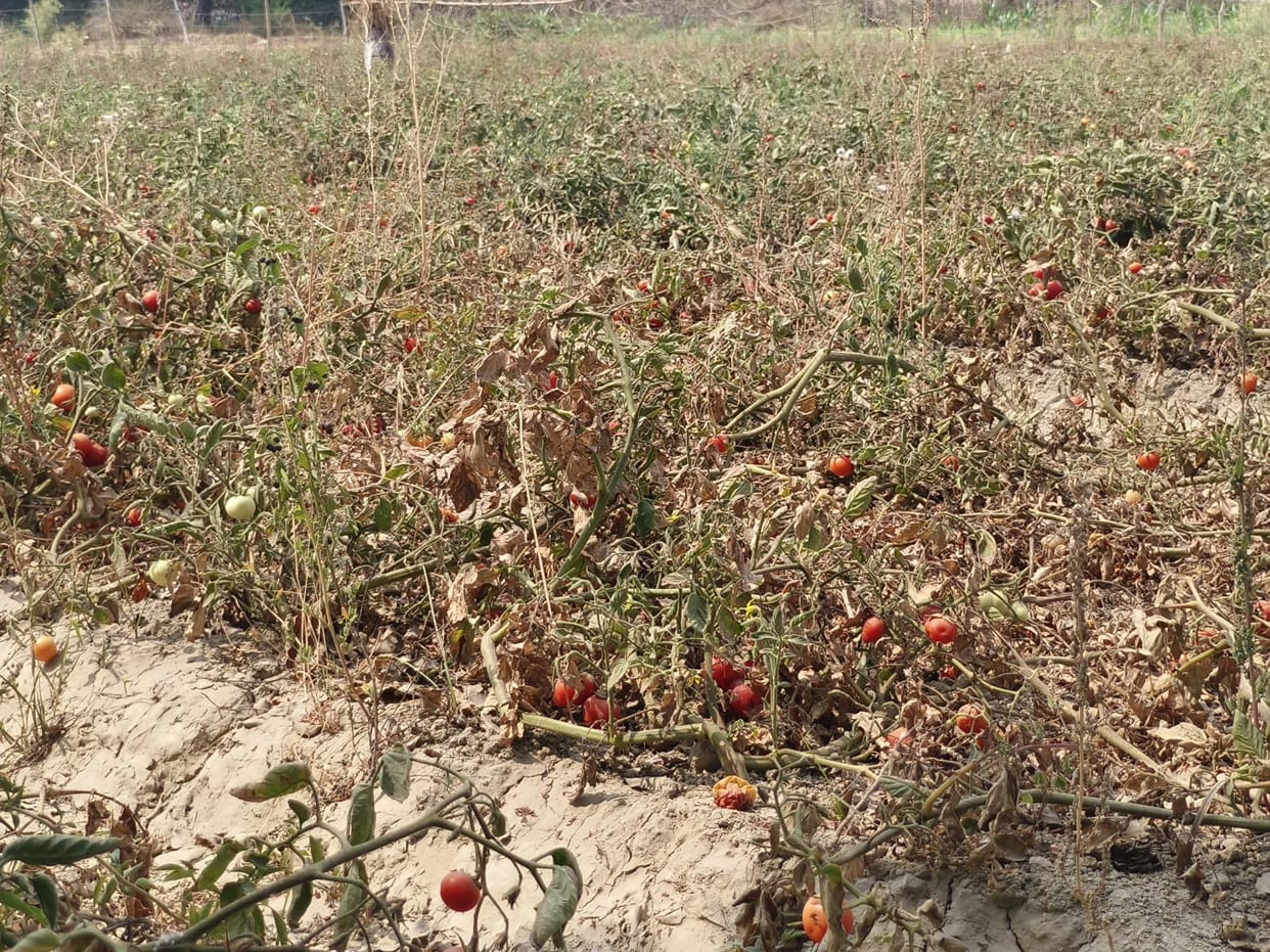 Tomatoes destroyed the hopes of farmers