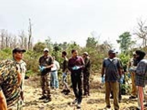 The tigress injured in the conflict was rescued