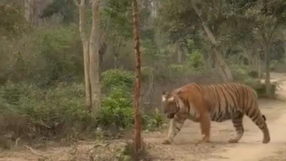 giant tiger. Corbett's Phato Zone became. matter. curiosity