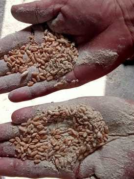 Allegation of giving bad wheat from the depot in village Saman