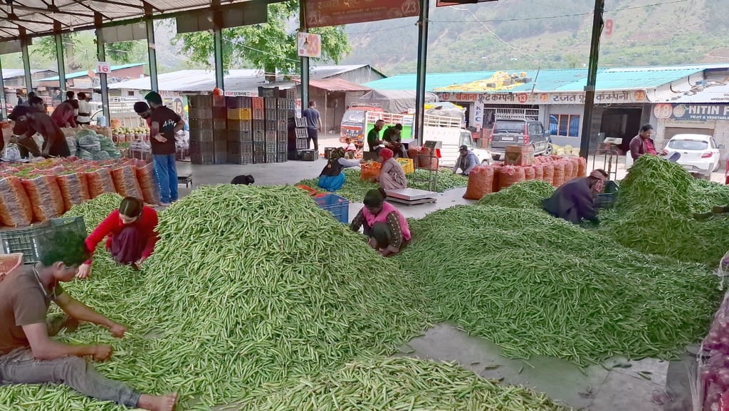 Peas price in Bhuntar Mandi is more than 50 rupees per kg