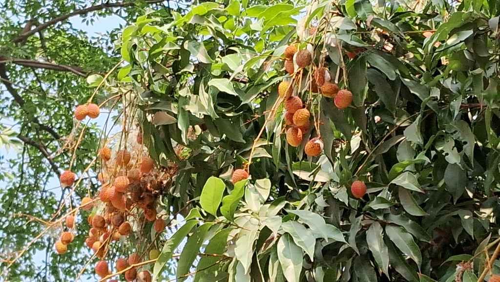 Demand for the famous litchi of Ramnagar has started coming from many states.