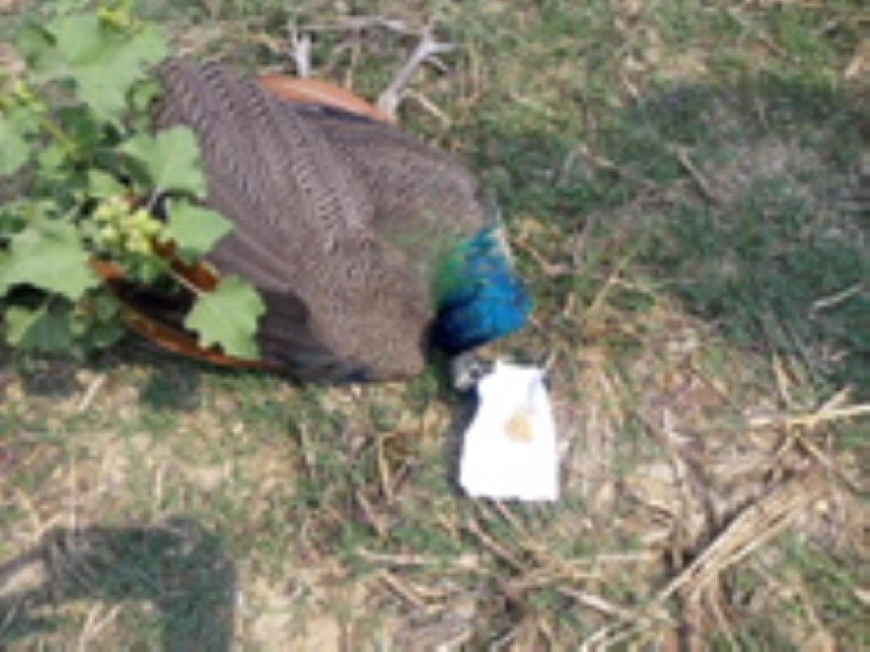 Two national birds peacocks found dead near a pond, suspected to be poisoned
