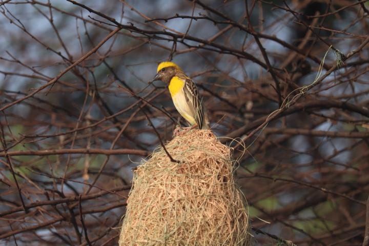 Engineered birds have made Jodhpur Jhal a world