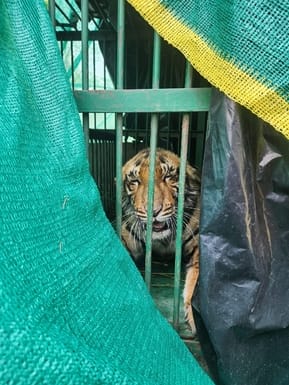 The lost cub of the tigress will also be sent to its mother
