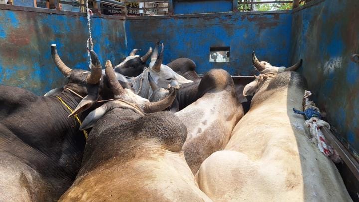 Smugglers ran away when the tyre burst, six cattle hidden under junk were freed
