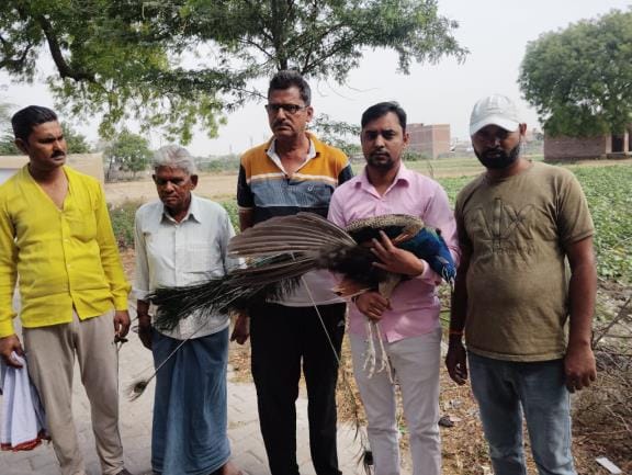 The national bird peacock was caught by dogs, but monkeys saved it