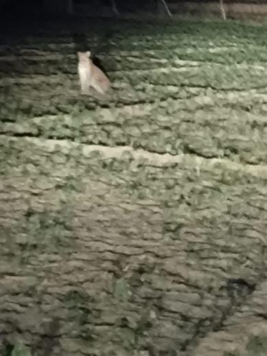 Leopard seen in the field, captured on mobile