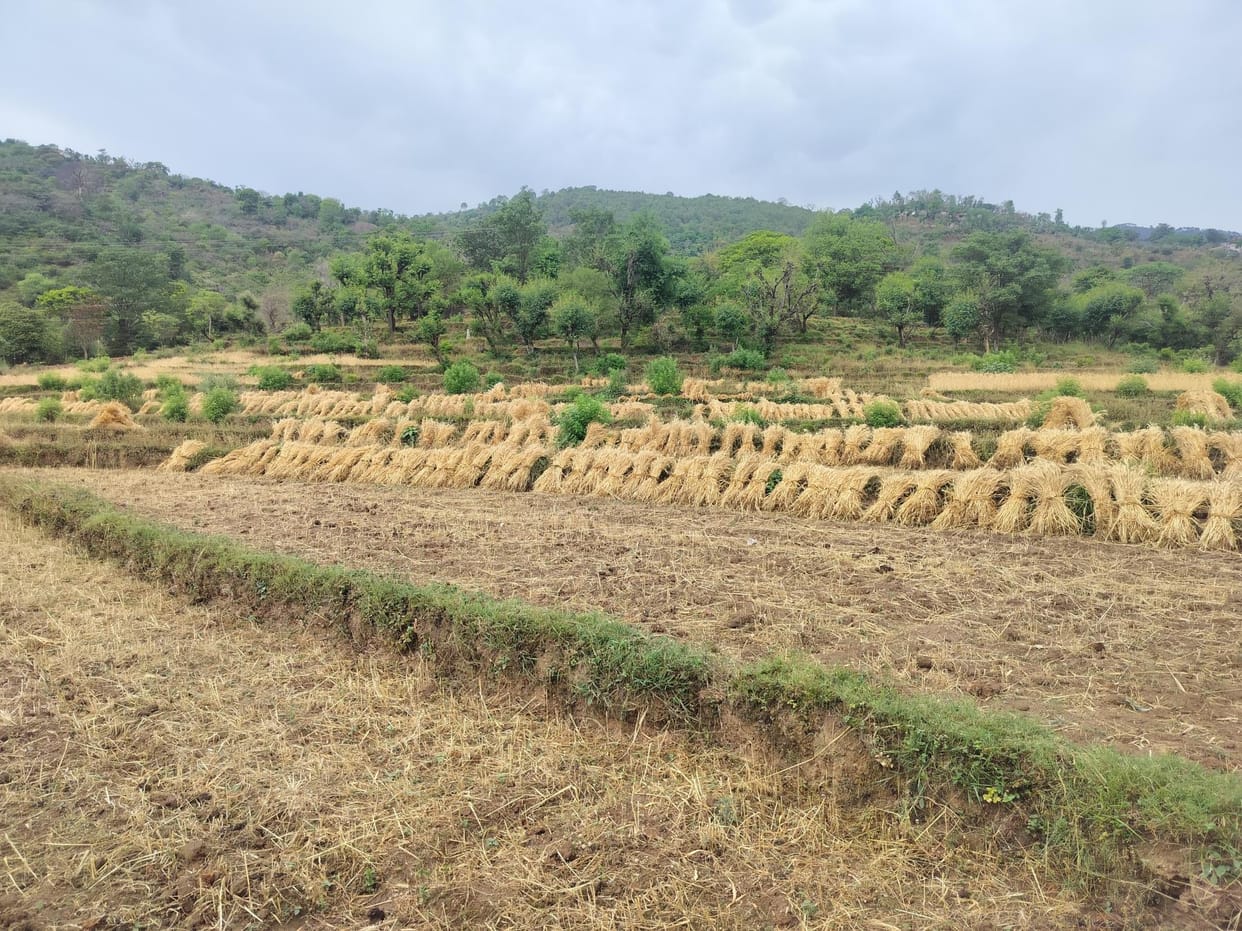 Four hours of rain ruined the hard work of farmers