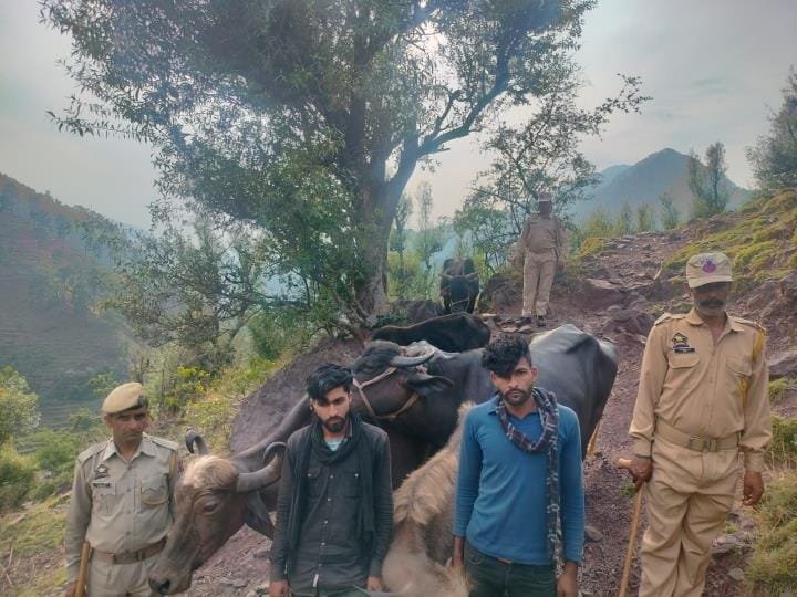 Police Free the 21 Cattles, Two Arrested