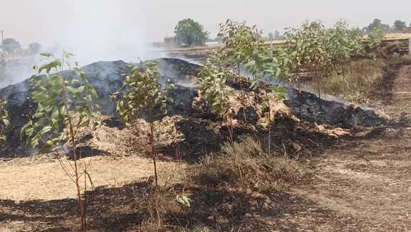 Fire in fields and on highway side, damage to plants