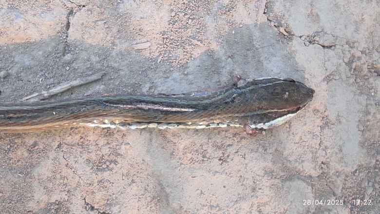 A dead snake of rare species found in Dudhwa forest