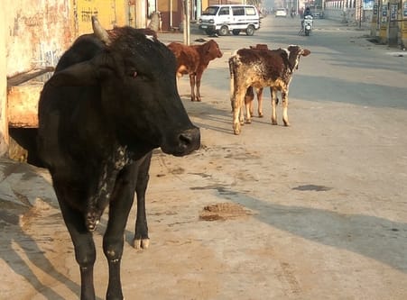 Destitute cows on the streets, no tender has been issued for last one year