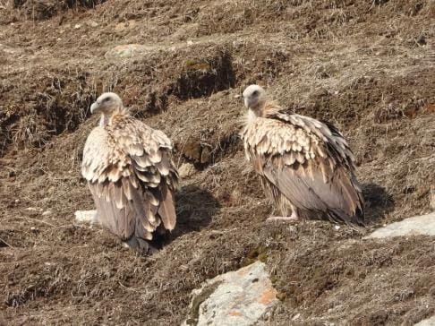 Rare Himalayan Griffon Vulture found in Bah rescued by Forest Department