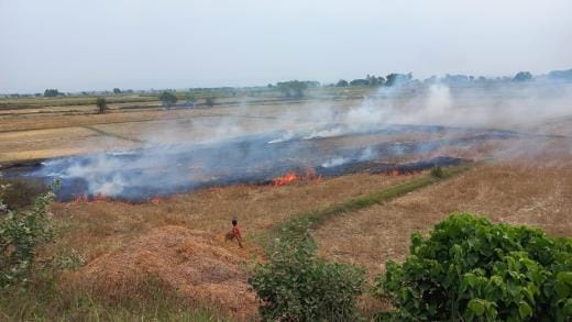 Ban due to disease, wheat stalks are being burnt in the fields