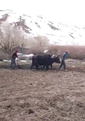 The tradition of traditional farming is still alive in Spiti even in the machine age