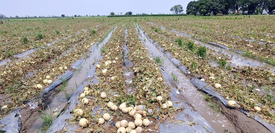Blight and rain shattered the dreams of melon farmers