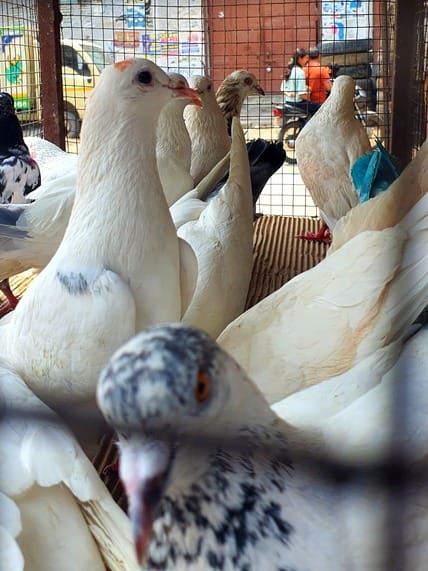 Saharanpur: The pigeon market here is also famous, trained pigeons eat dry fruits and parathas made of desi gh