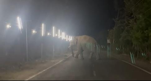 Once again elephant created havoc in Uchouligoth