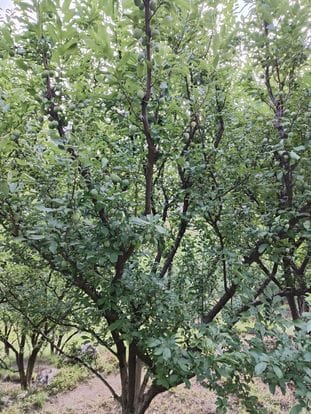 This year, the production of plums in the lower regions of Rampur is better than last year