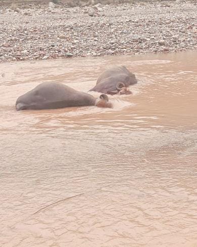 Two buffaloes sitting in a ditch died due to electric shock