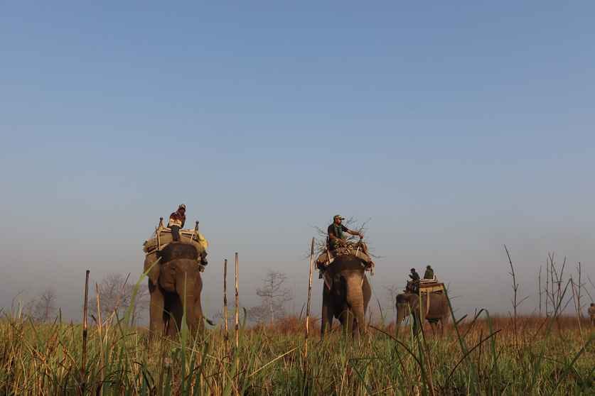 After counting of rhinos in Dudhwa, the number reached 51
