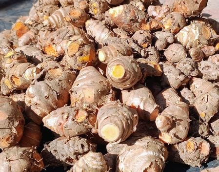 turmeric will brighten the fortunes of farmers, their earnings will increase