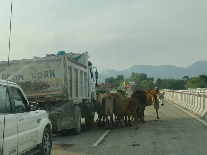 Stray animals cause traffic jam on highway