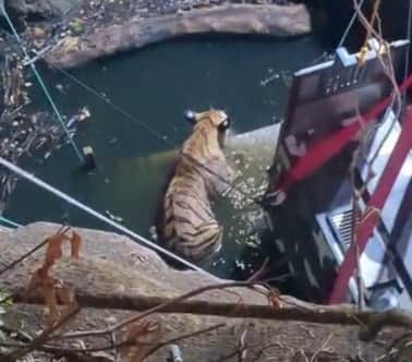 Chhindwara Tiger fell into an open well near Pench Tiger Reserve was rescued after seven-hour rescue operation