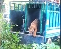 Cub freed after nine days in Sohagi Barwa Sanctuary