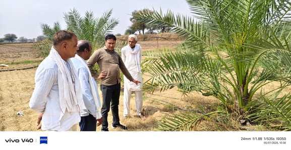 Inspection of a farmer's date palm orchard