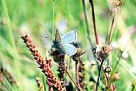 After eight years, Kumaon Meadow Blue butterfly is seen flaunting in Johar valley