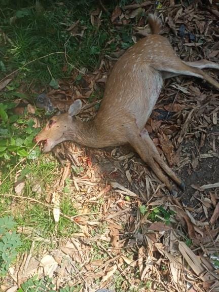 Deer found in Changera Mangera of Kotwali area