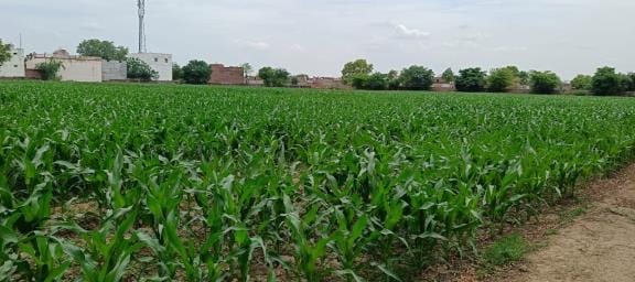 IVRI scientists claimed in research, Fields abdorbing 70 pc of the water
