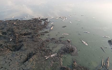 Fishes are dying in Dahar lake due to heat and low water level
