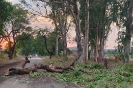 Trees and poles fell due to storm, traffic disrupted for three hours